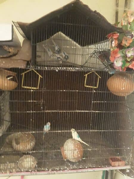 9 budgie parrots with big cage 0