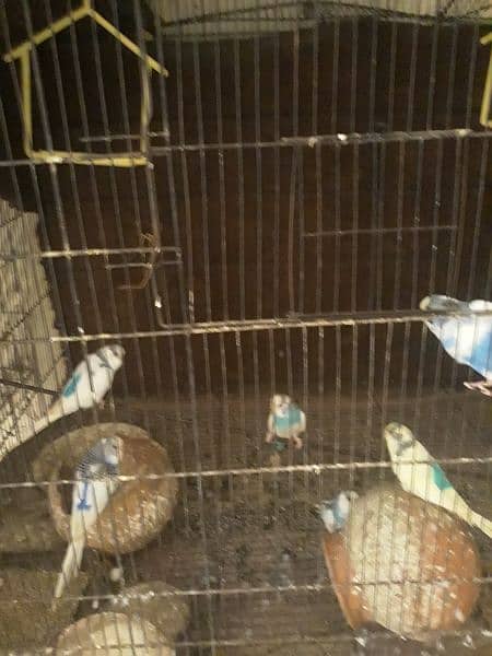 9 budgie parrots with big cage 1