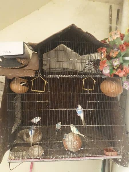 9 budgie parrots with big cage 3