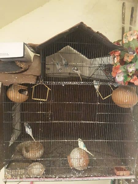 9 budgie parrots with big cage 4