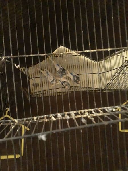 9 budgie parrots with big cage 5