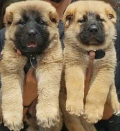 king Turkish kangal pair show quality havey bone structure for sale