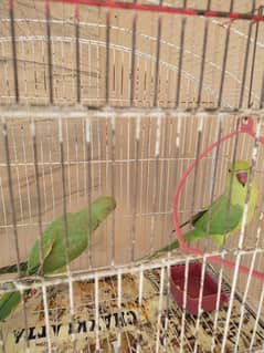 Pair of 9-Month-Old Talking Indian Ringneck Parrots with Cage