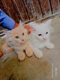 Persian cats