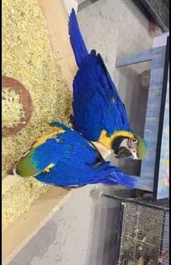 Blue macaw chicks Healthy active call number