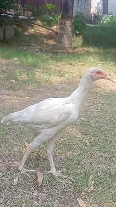 Mian wali Paper White Heera Female Breeders