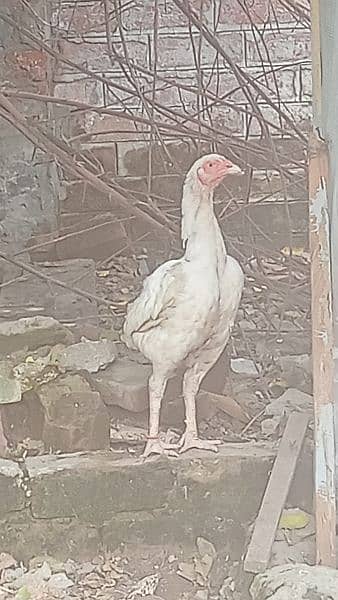 Mian wali Paper White Heera Female Breeders 5