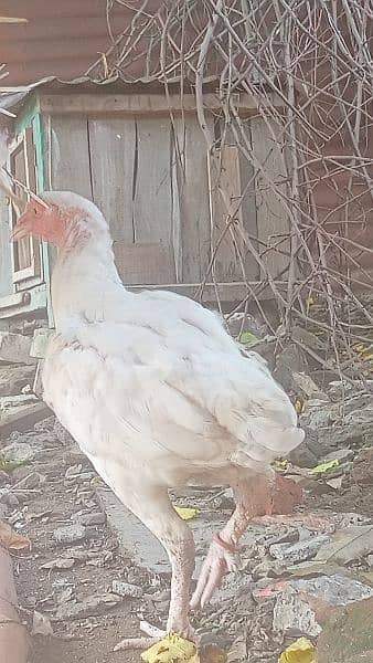 Mian wali Paper White Heera Female Breeders 8