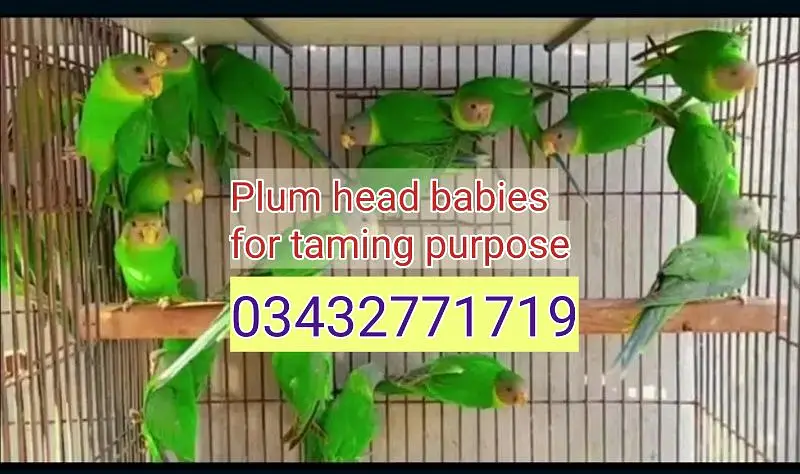 Plum head ringneck cocktails love birds budgies — photo 4