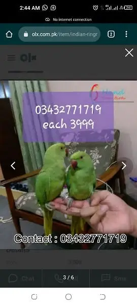 Plum head ringneck cocktails love birds budgies — photo 5