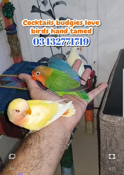 Plum head ringneck cocktails love birds budgies — photo 7
