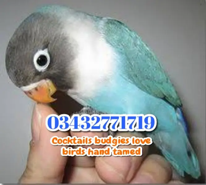 Plum head ringneck cocktails love birds budgies — photo 2
