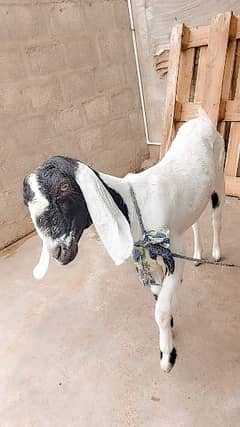 bakri for sell