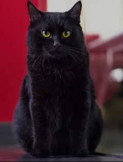 Bombay cat