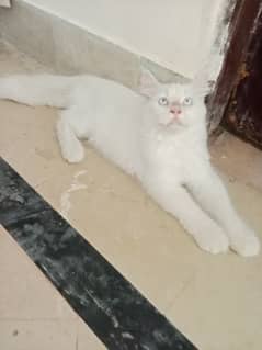 Persian female kitten triple coated avl in resonable price 03190428710