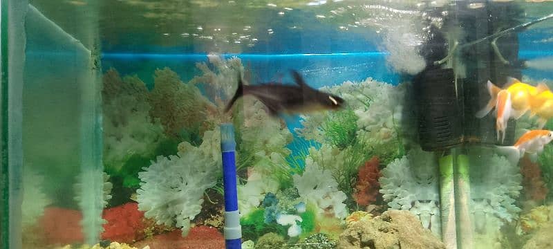 Beautiful Aquarium Blue line Shark 0