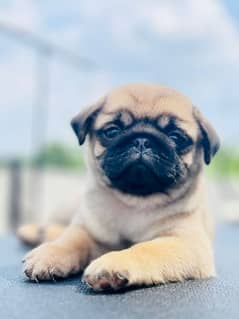 pedigree pug female puppy available for new homes