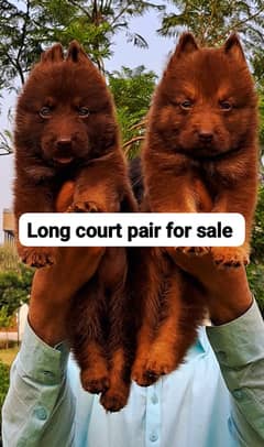 livar German shepherd Puppies for sale