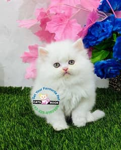 Pure white hazel eyes triple coat Persian kittens