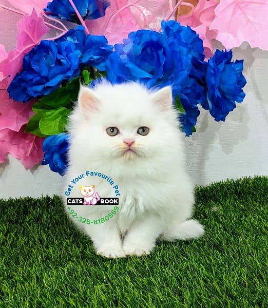 Pure white hazel eyes triple coat Persian kittens 2