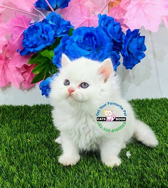 Pure white hazel eyes triple coat Persian kittens 3