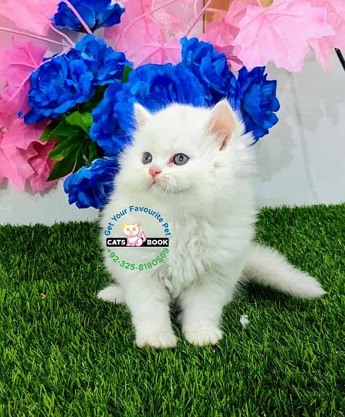 Pure white hazel eyes triple coat Persian kittens 6