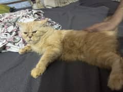 Sami Punch Face Persian Cat - 2 Years old