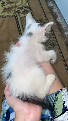 persian kitten pair for sale