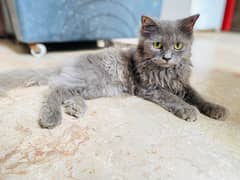 PERSIAN MALE DOUBLE COAT