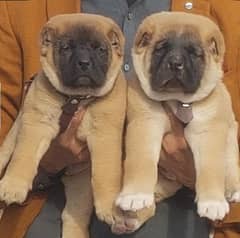 king Kurdish kangal full security dog pair 2 mohtn for sale