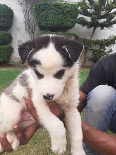 Husky | Siberian Husky | Husky Puppies | Wooly Coat | Pedigree Puppies