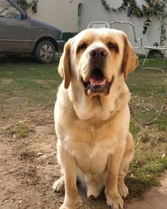 British Labrador (Pet homes ONLY).