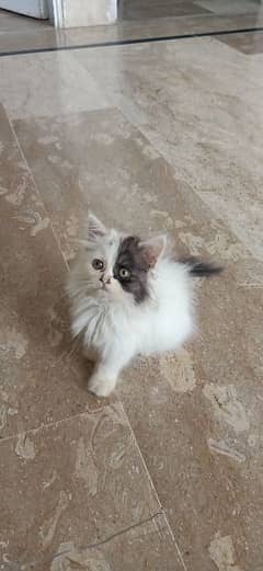 adorable 3 months old bi-color female kitten for sale