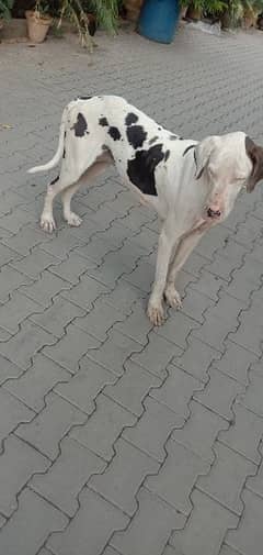 great dane female 03008926564 0