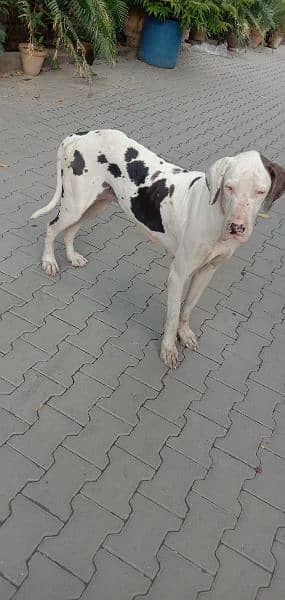 great dane female 03008926564 1