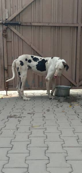 great dane female 03008926564 2