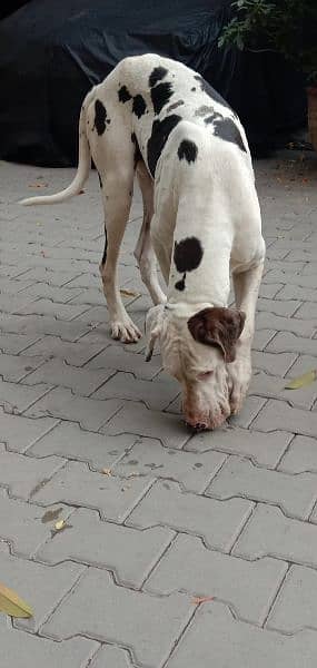 great dane female 03008926564 3