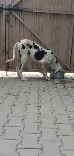 great dane female 03008926564 4