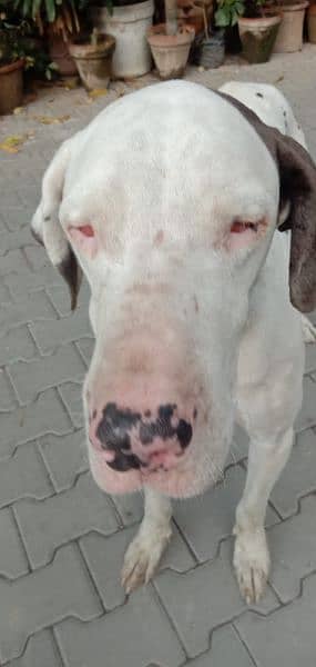 great dane female 03008926564 5