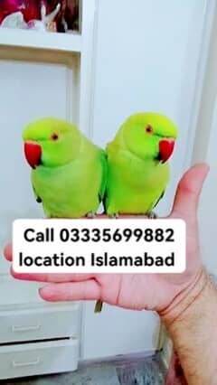 Single 4500 Hand Tamed Friendly Green Ring Neck Male/Female Parrot's