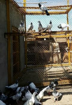 20 Guaranteed Highflyer Pigeons