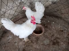 white Bantam Pair