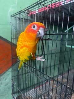 Parrots for sale Sun conure,Lovebirds,Common Latino ,Violet, etc