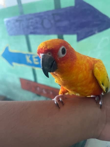 Parrots for sale Sun conure,Lovebirds,Common Latino ,Violet, etc 1