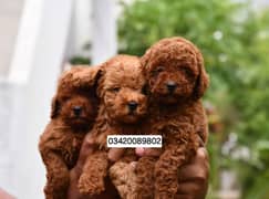 IMPORTED TOY PODDLE POCKET SIZE PUPPIES FOR SALE