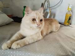 Persian Male cat