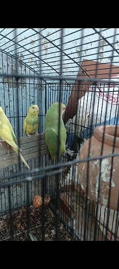 Parrot for sale nd exchange