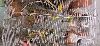 Australia birds 350 each