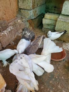 Mix pigeons for sale