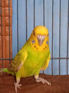 Australian Tota (Parrot) + Cage (Pinjra) and accessories